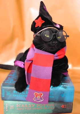 So, what exactly would Harry Potter look like if her morphed into a cat.  I dont think hed be a snooty/pissed off black cat.